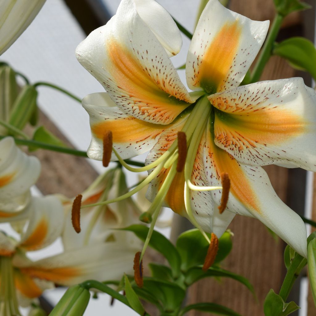 Lis hybride de henryi - Lilium Lady Alice