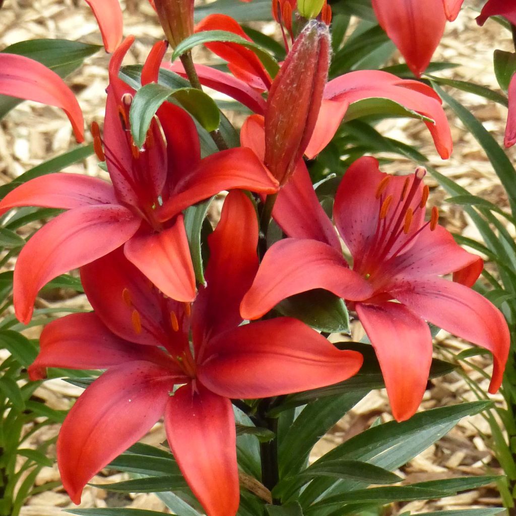 Lis nain Crimson Pixie - Lis asiatique