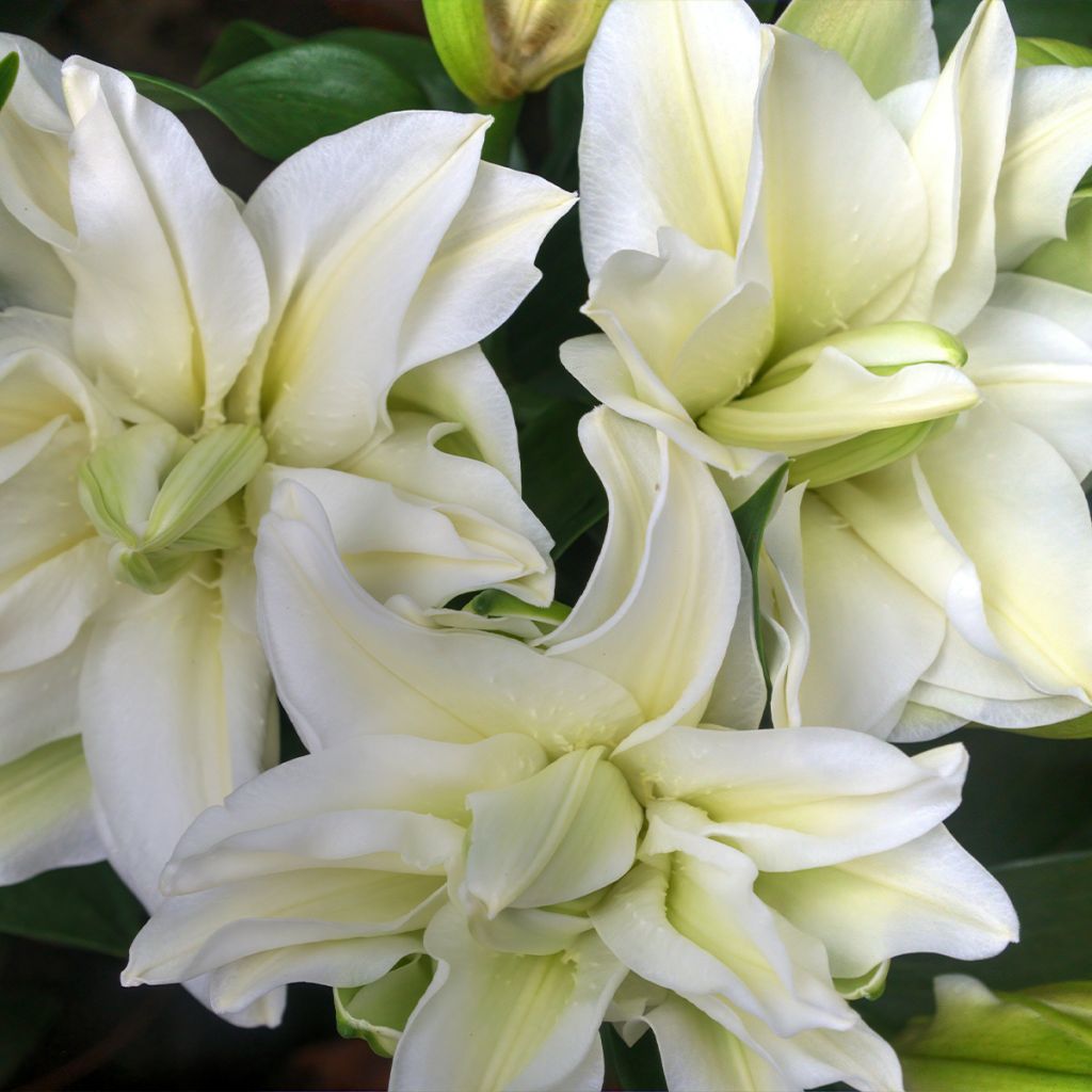 Lilium oriental Polar Star - Lily