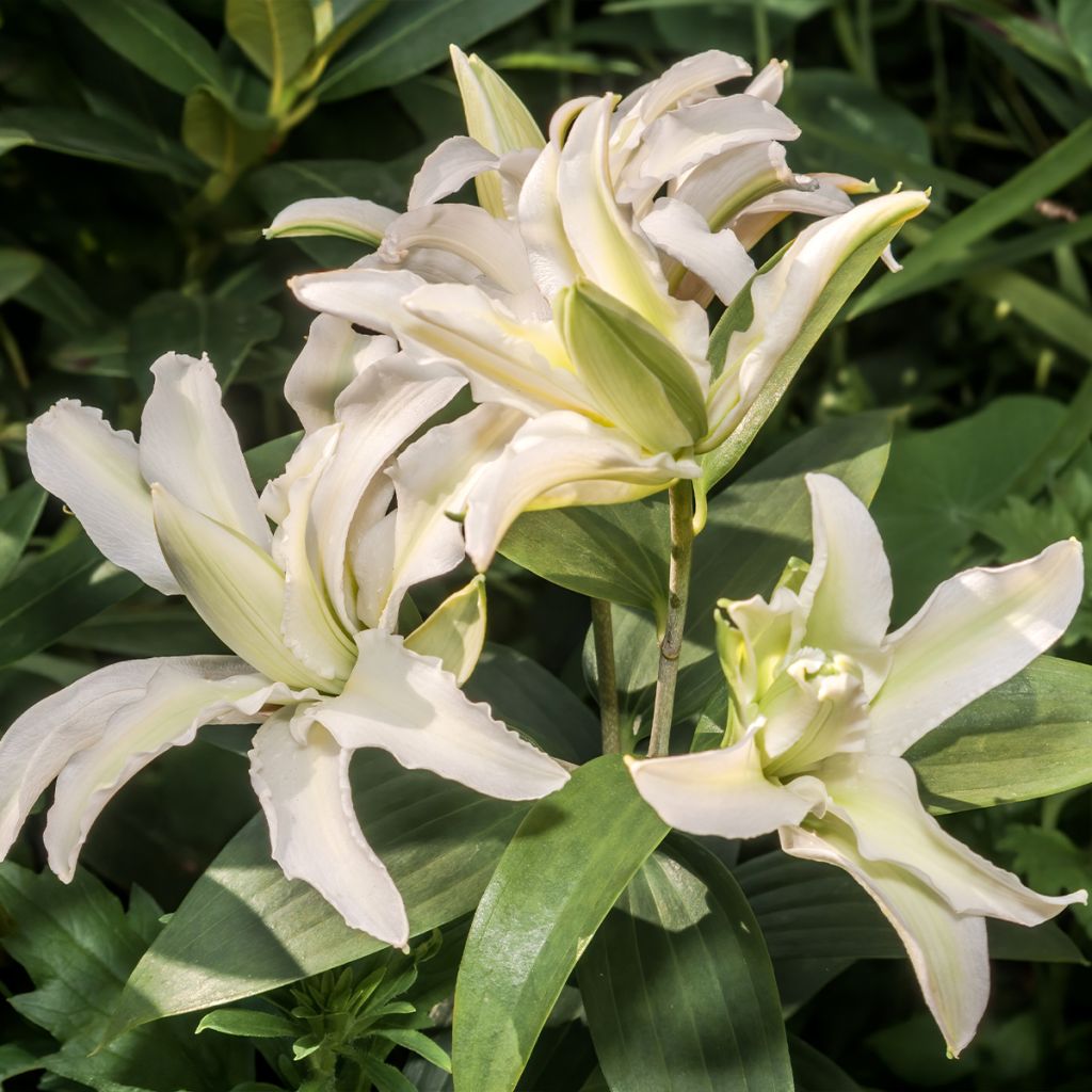 Lilium oriental Polar Star - Lily