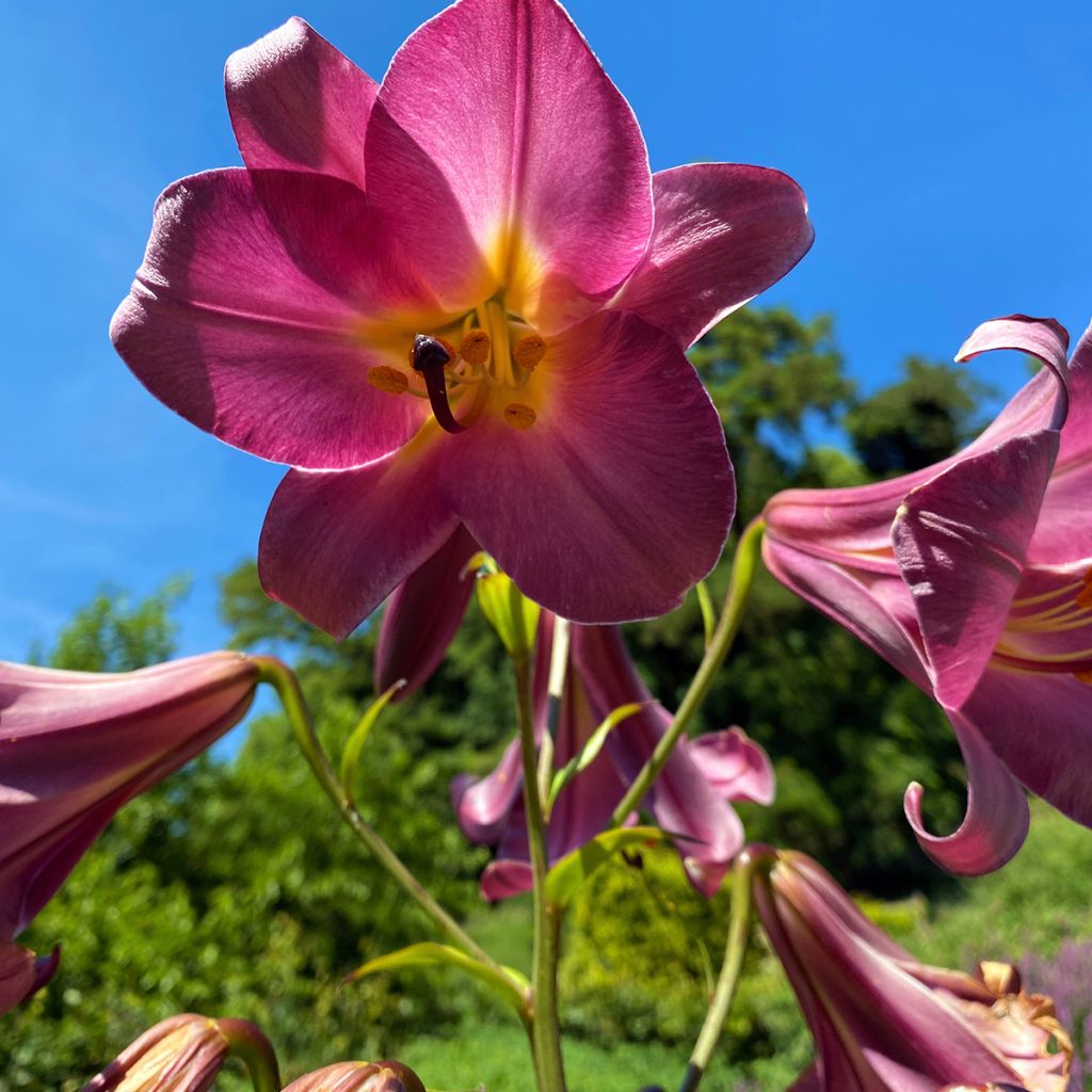 Lis trompette - Lilium Pink Perfection