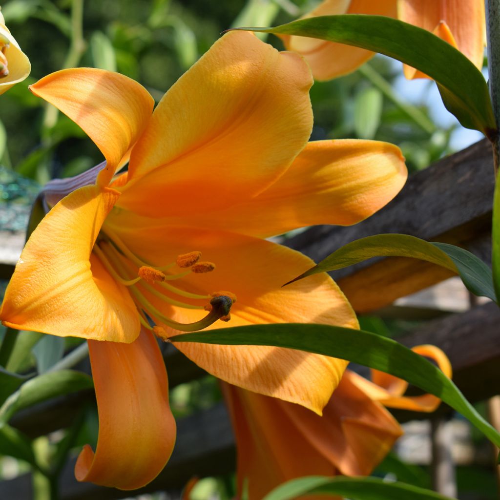 Lis trompette - Lilium x regale African Queen