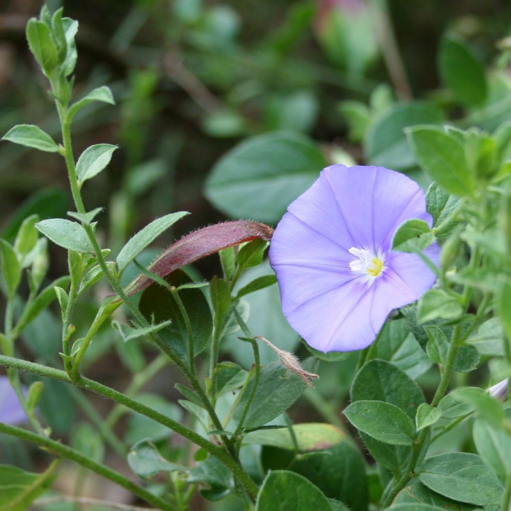 Liseron - Convolvulus sabatius Compacta