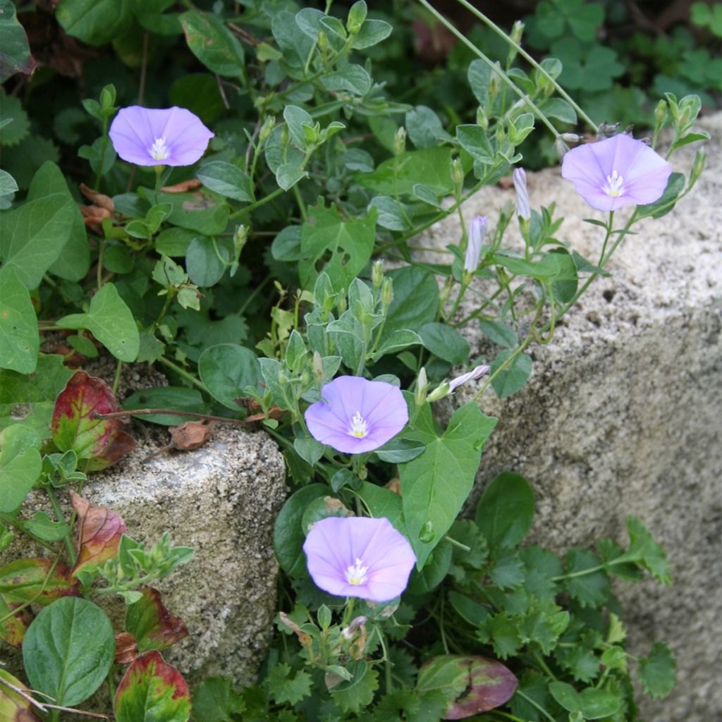 Liseron - Convolvulus sabatius Compacta