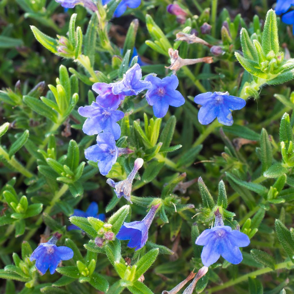 Lithodora diffusa Heavenly Blue