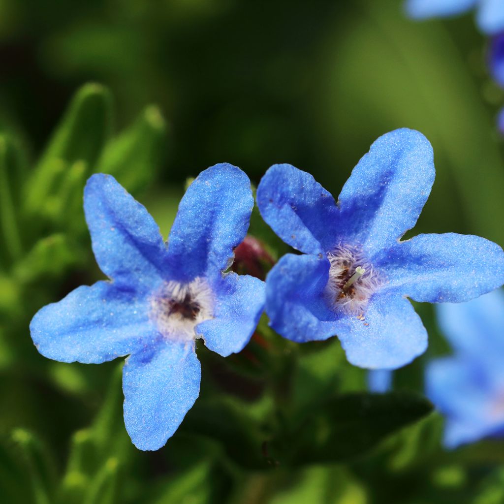 Lithodora diffusa Heavenly Blue