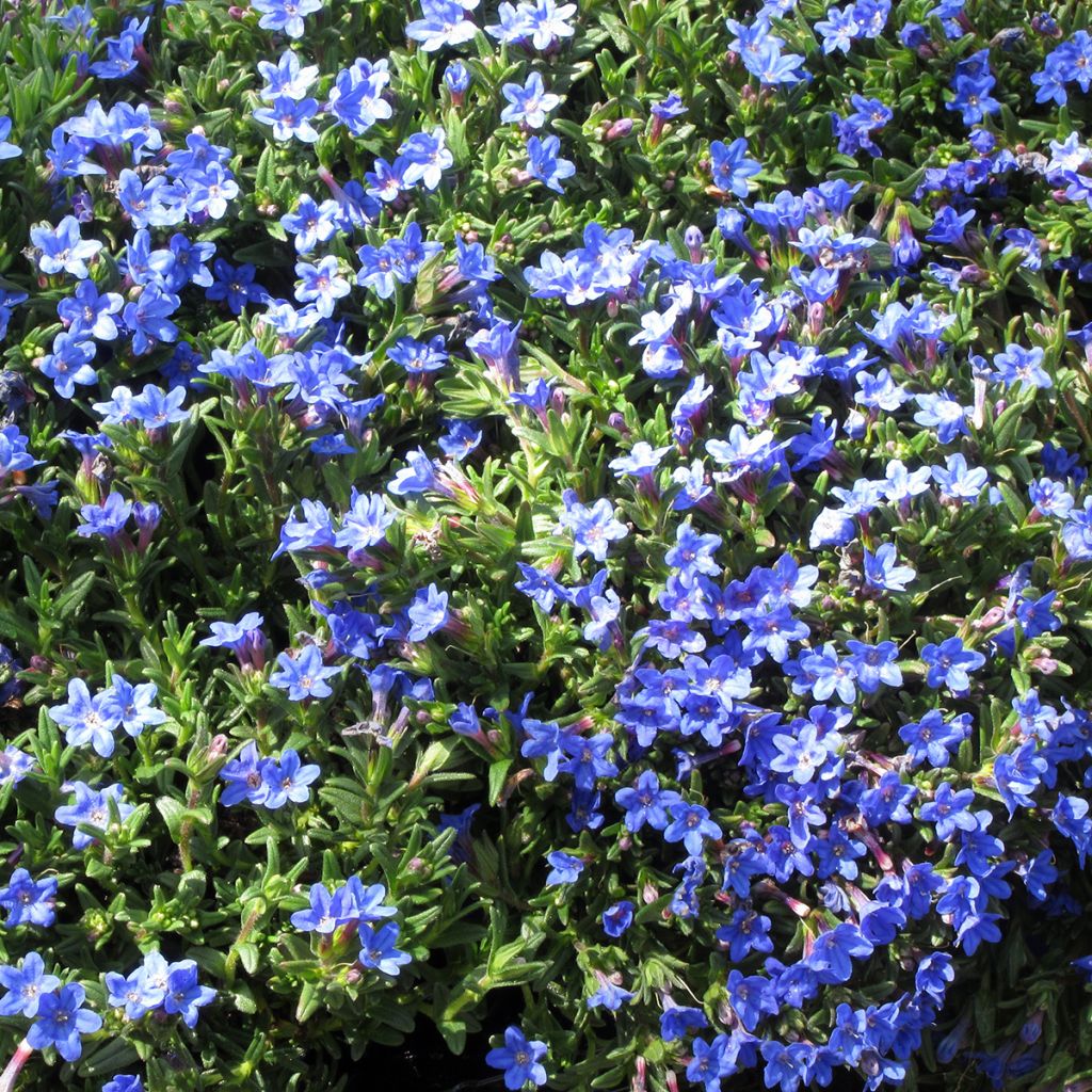 Lithodora diffusa Heavenly Blue