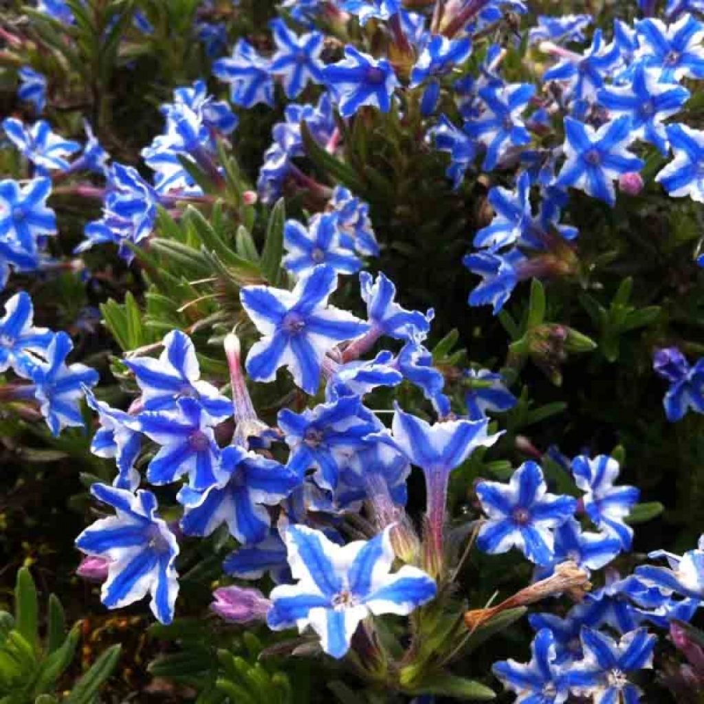 Lithodora diffusa Star - Grémil diffus