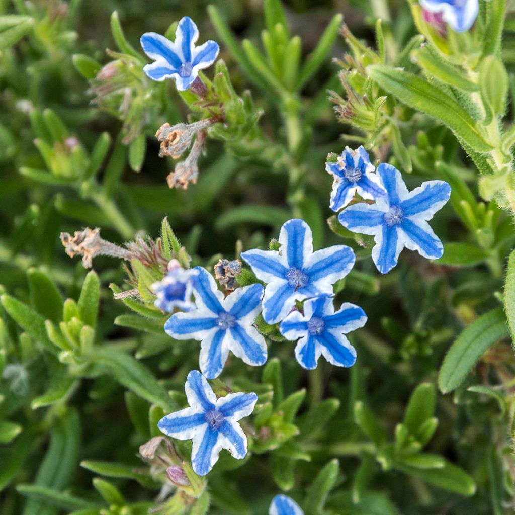 Lithodora diffusa Star