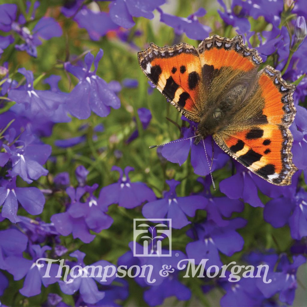 Lobelia erinus Blue Wings Seeds