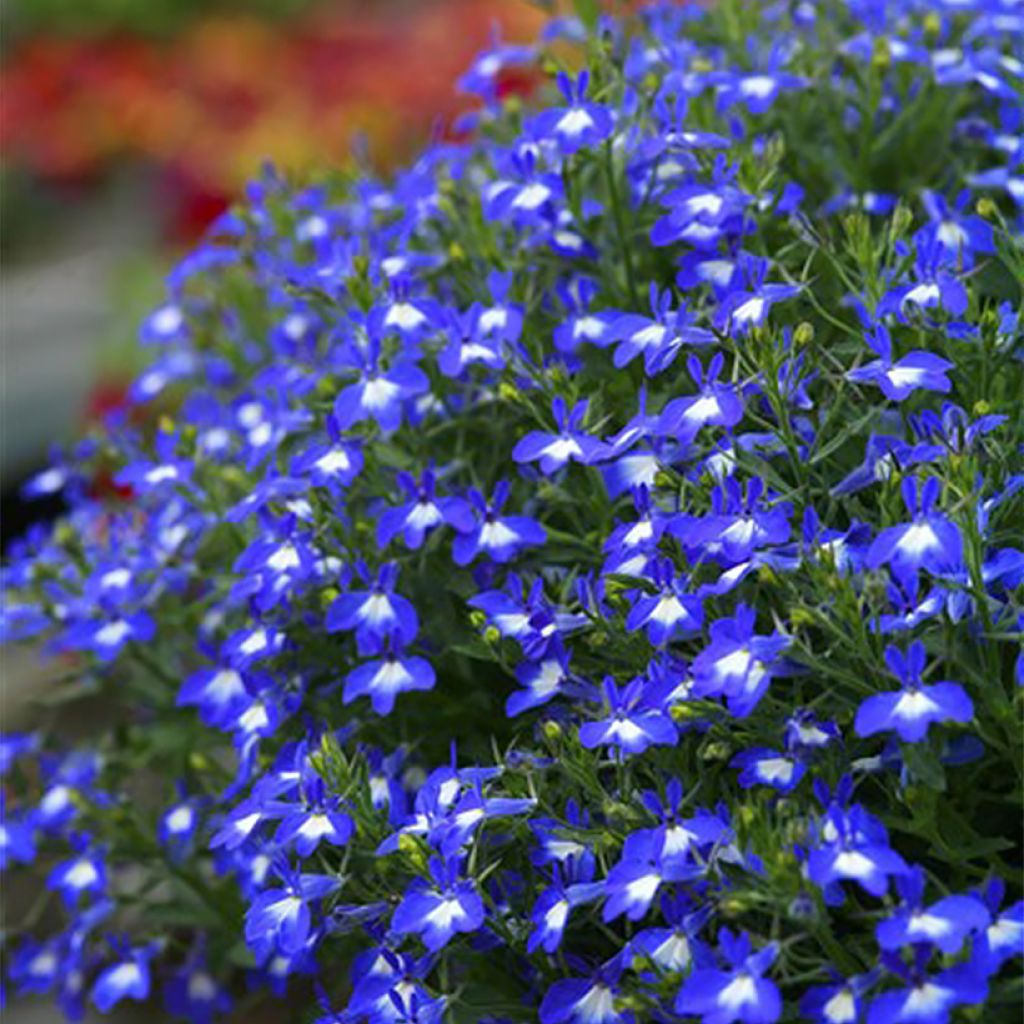 Lobelia erinus pendula Hot Bavaria - Trailing Lobelia