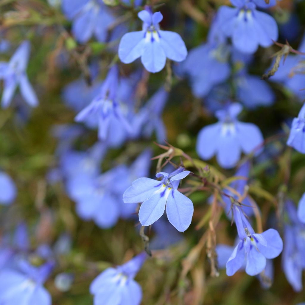 Lobelia erinus Hot Water Blue - Trailing Lobelia