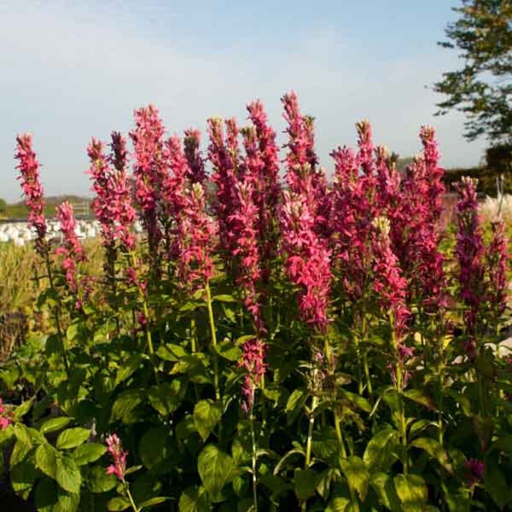 Lobelia speciosa Monet Moment