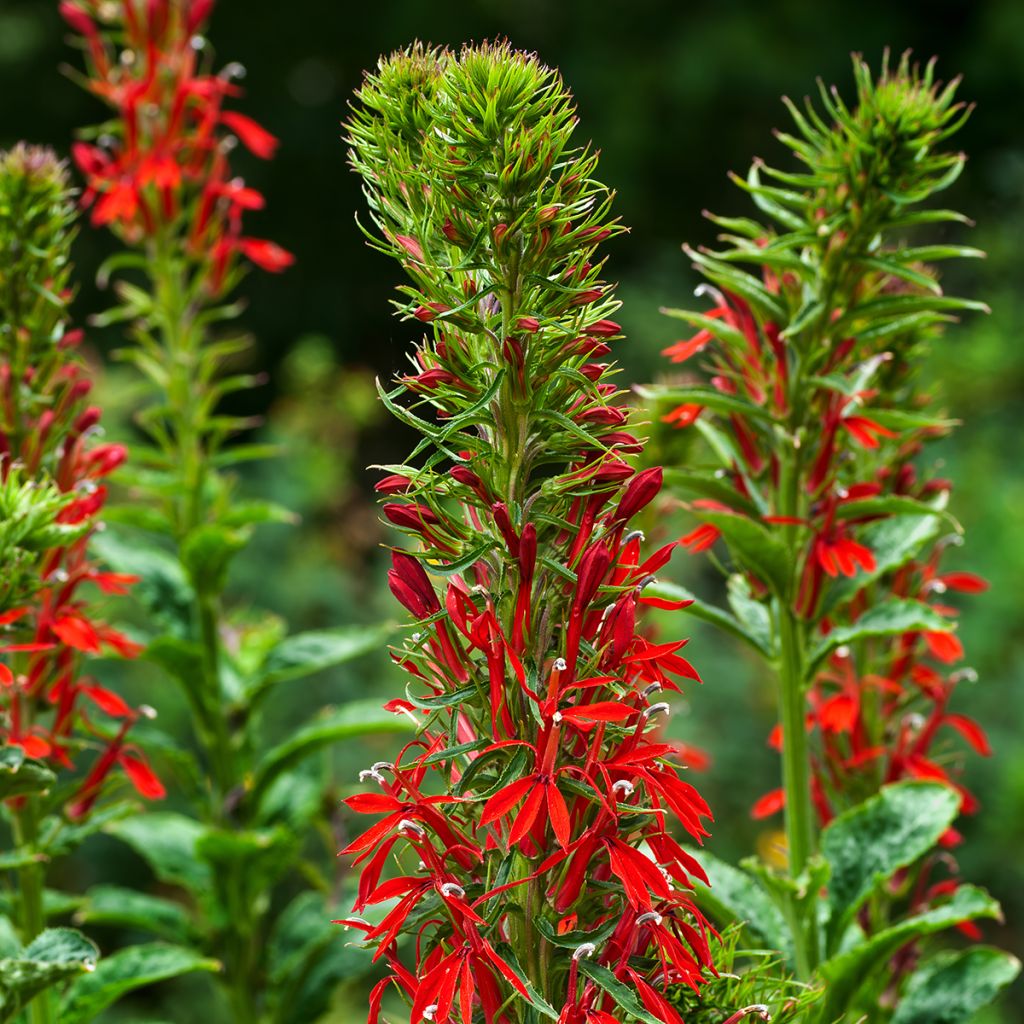 Lobelia cardinalis - Lobélie cardinale