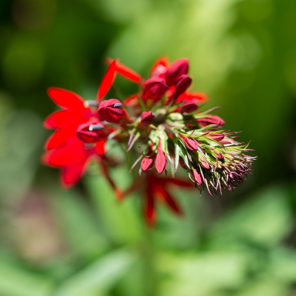 Lobelia cardinalis - Lobélie cardinale