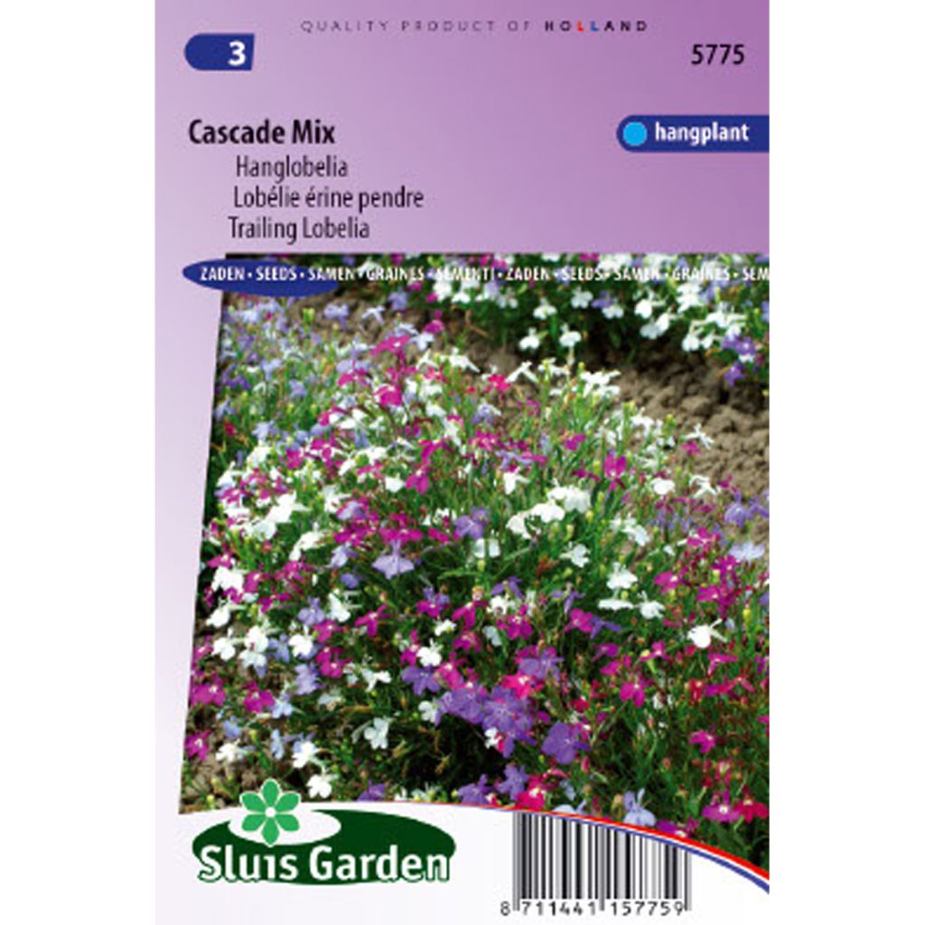 Lobelia erinus Cascade en mélange