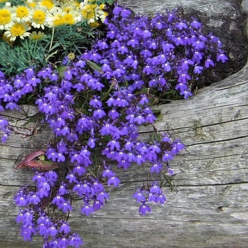 Lobelia erinus Crystal Palace