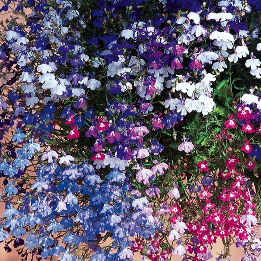 Lobelia erinus pendula Regatta Mix