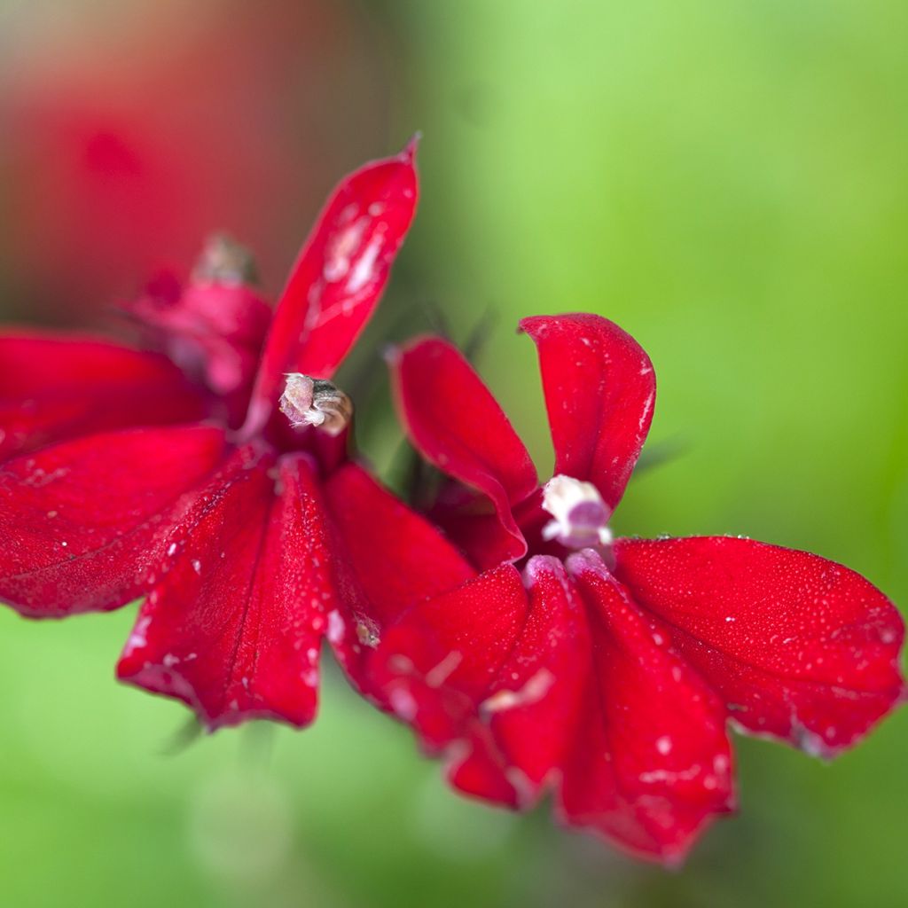 Lobelia fulgens Queen Victoria