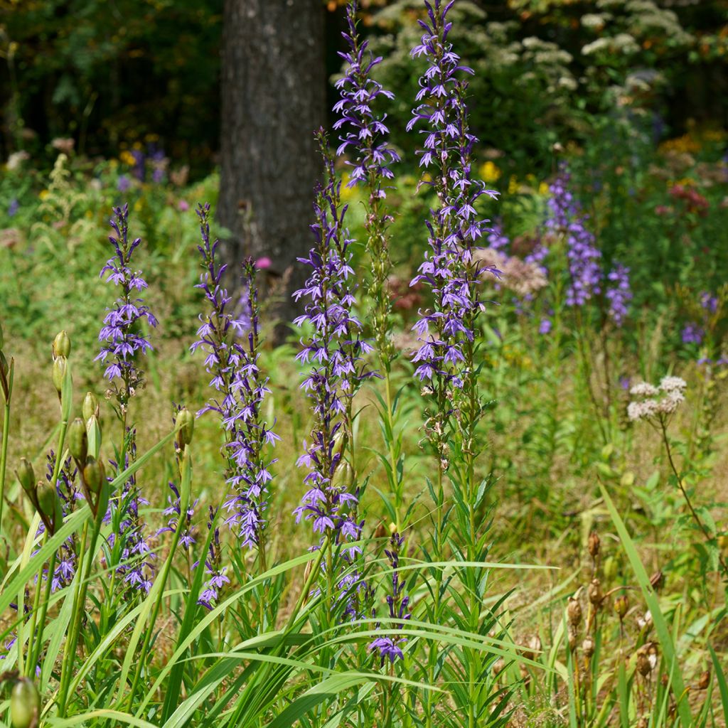 Lobelia sessilifolia