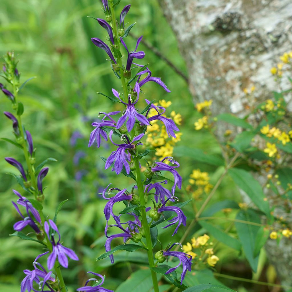 Lobelia sessilifolia