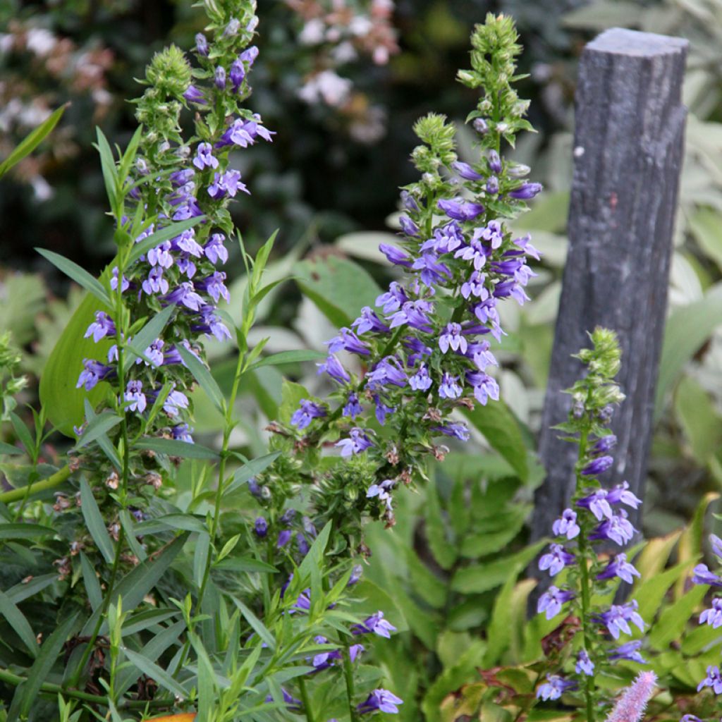 Lobelia siphilitica - Lobélie