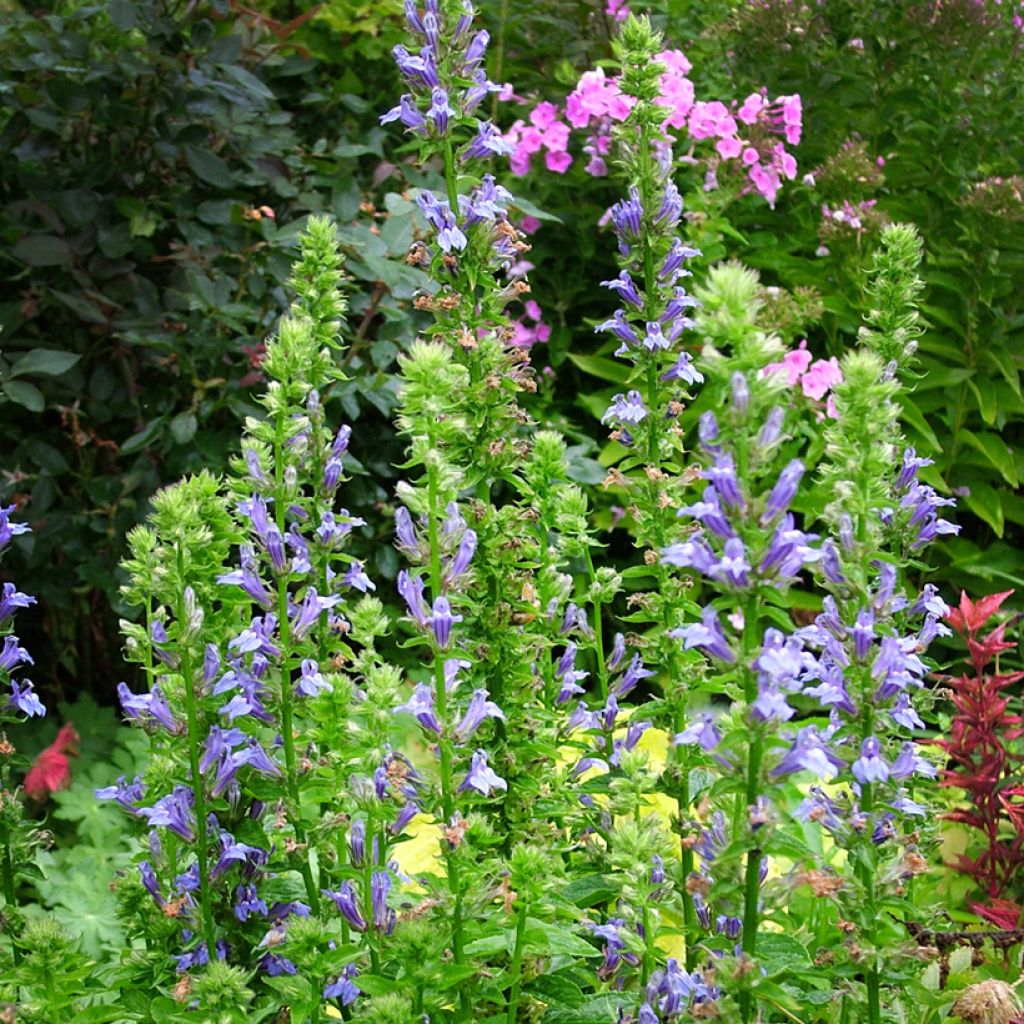 Lobelia siphilitica - Lobélie