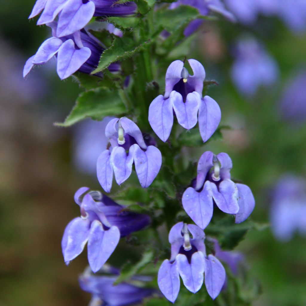 Lobelia siphilitica - Lobélie