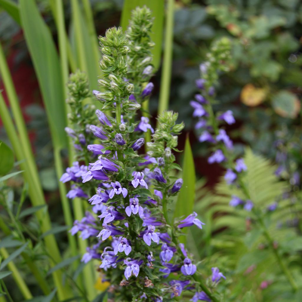 Lobelia siphilitica - Lobélie