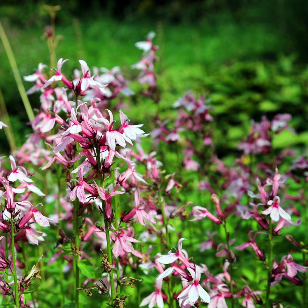 Lobelia speciosa Fan Orchid Rose