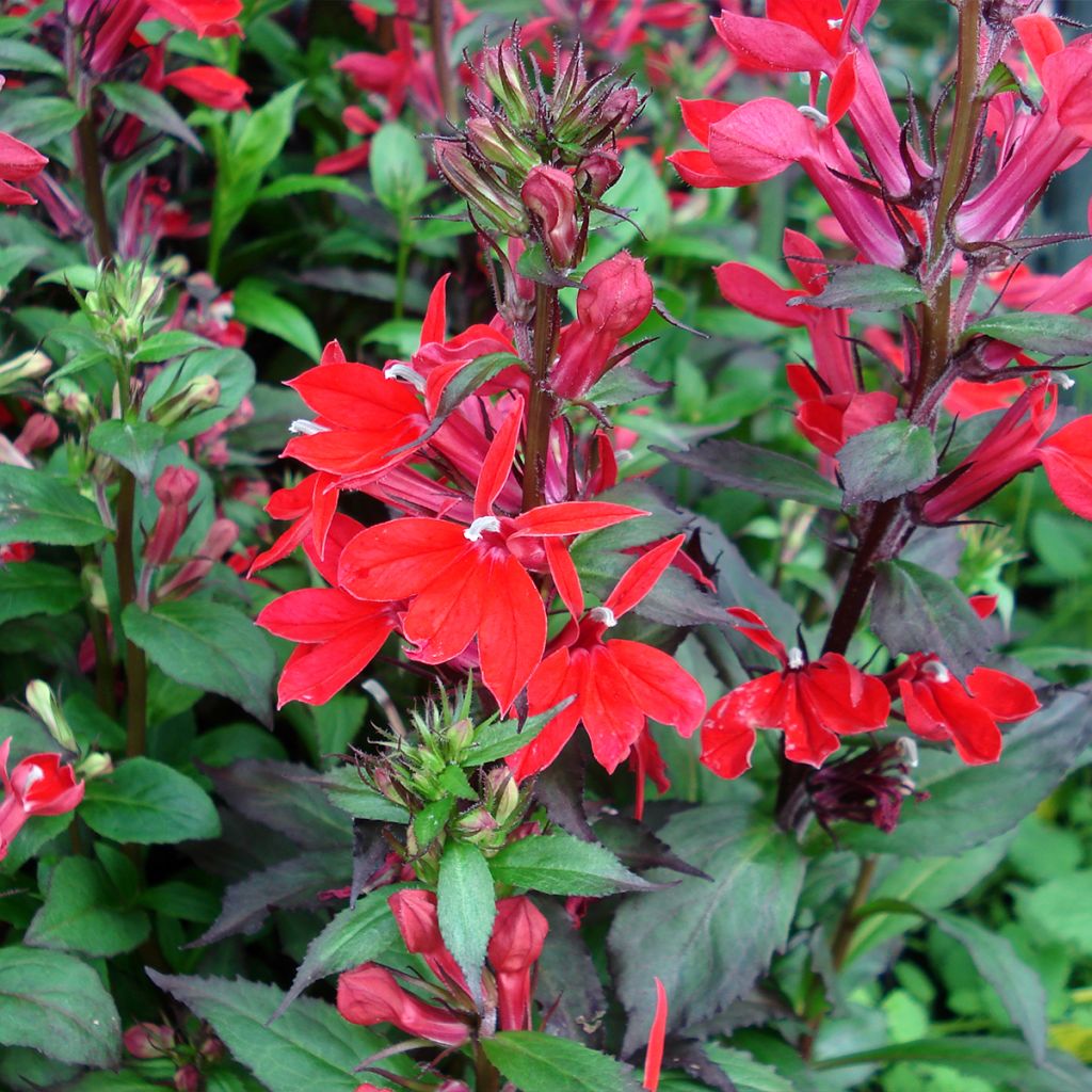 Lobelia speciosa Fan Scharlach