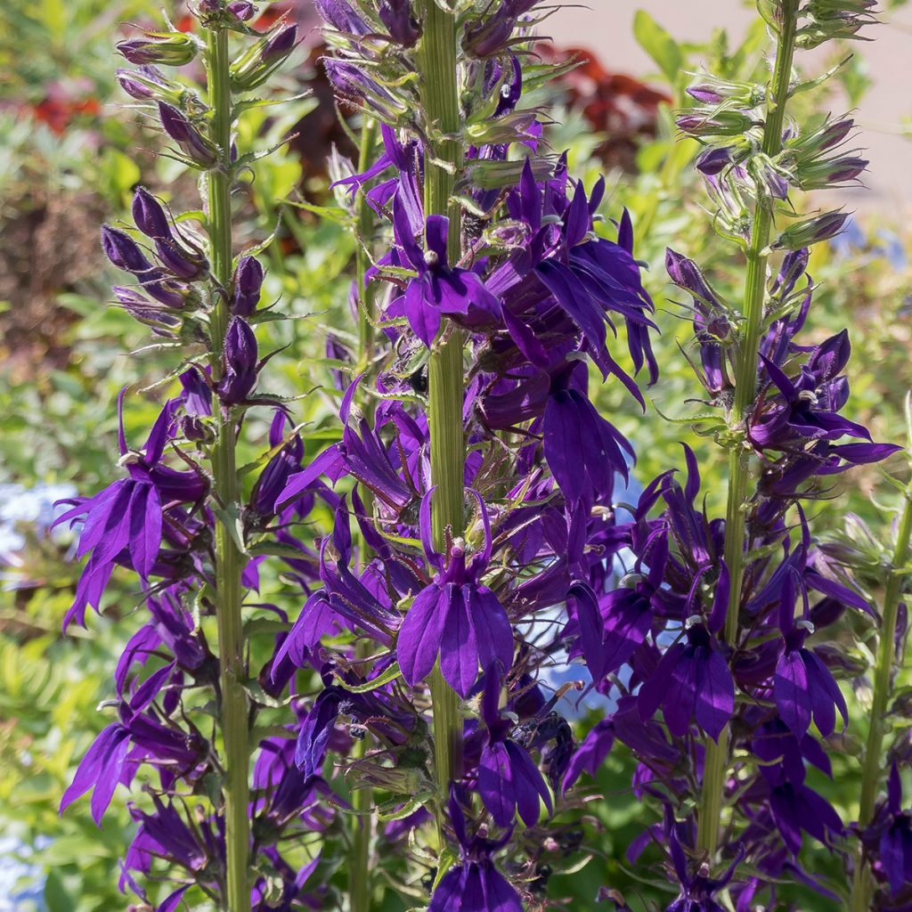 Lobelia speciosa Kompliment Blau