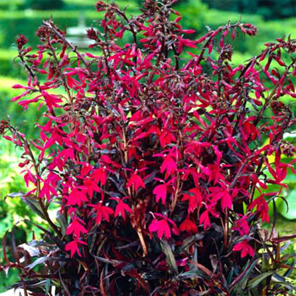 Lobelia speciosa Russian Princess - Lobélie hybride