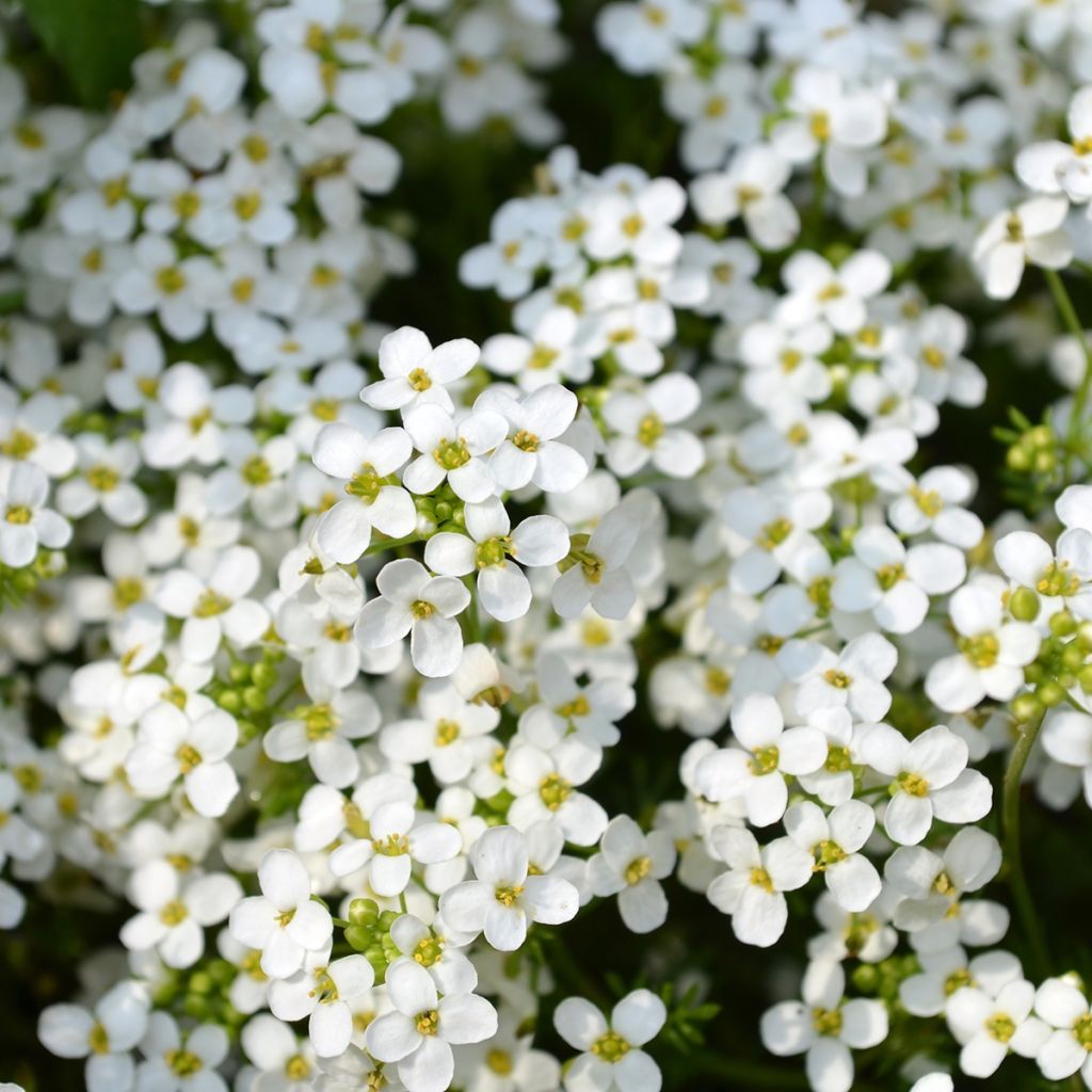 Graines d'Alysse odorant Sweet White - Lobularia maritima