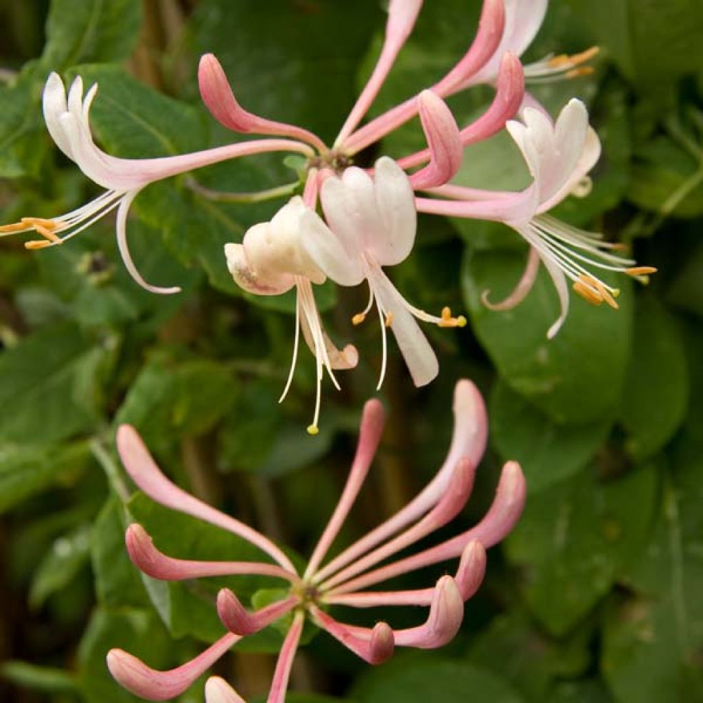 Lonicera x heckrottii Gold Flame - Goldflame Honeysuckle