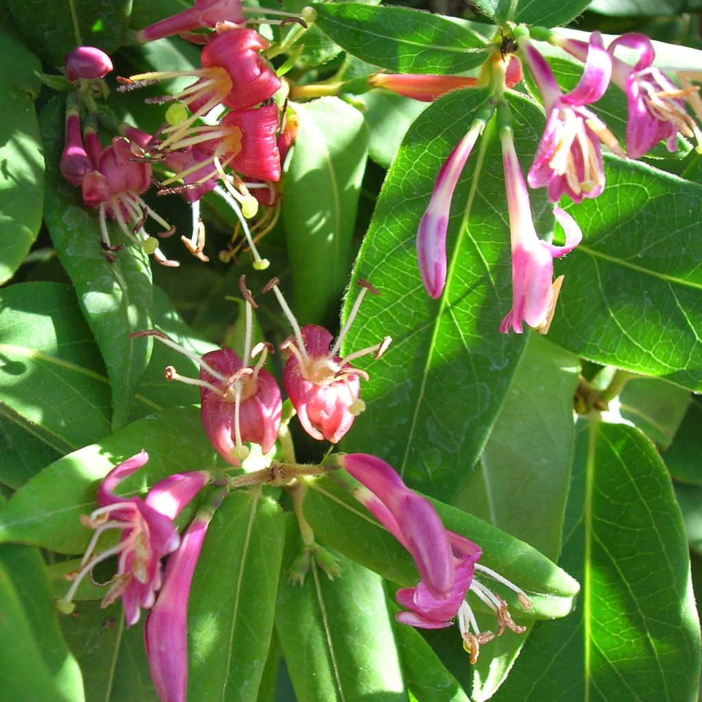 Lonicera henryi 