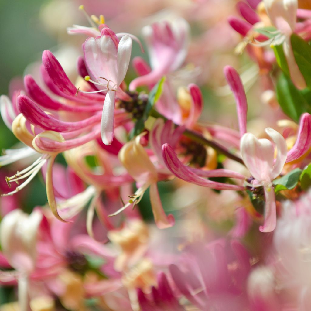 Chèvrefeuille du Japon - Lonicera japonica Dart's World