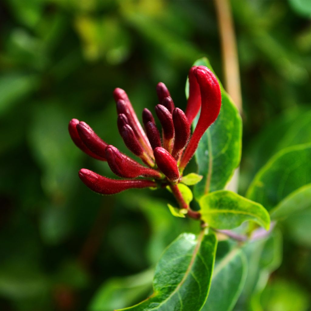 Chèvrefeuille du Japon - Lonicera japonica Dart's World