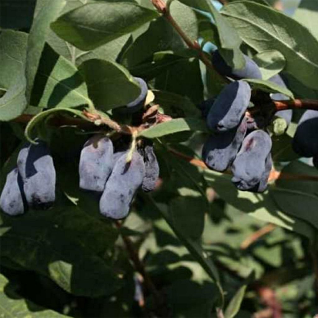 Lonicera kamtschatica Fialka - Baie de mai