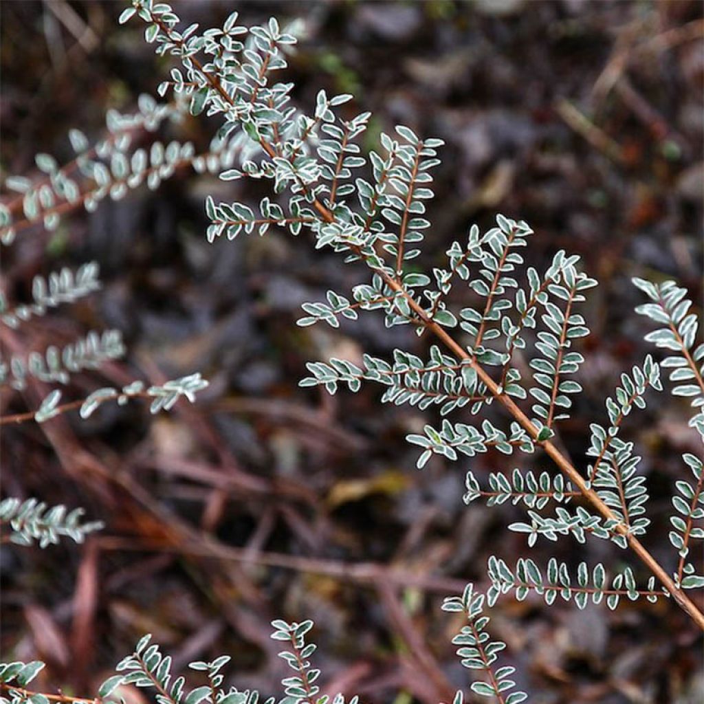 Lonicera nitida Silver Beauty