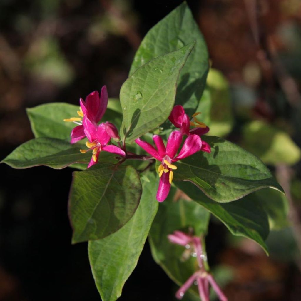 Lonicera tatarica 'Arnold Red'