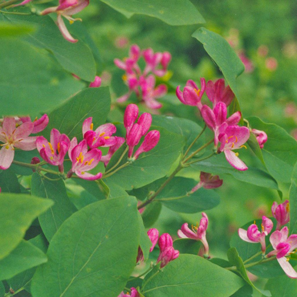 Chèvrefeuille de tatarie - Lonicera tatarica Hack's Red