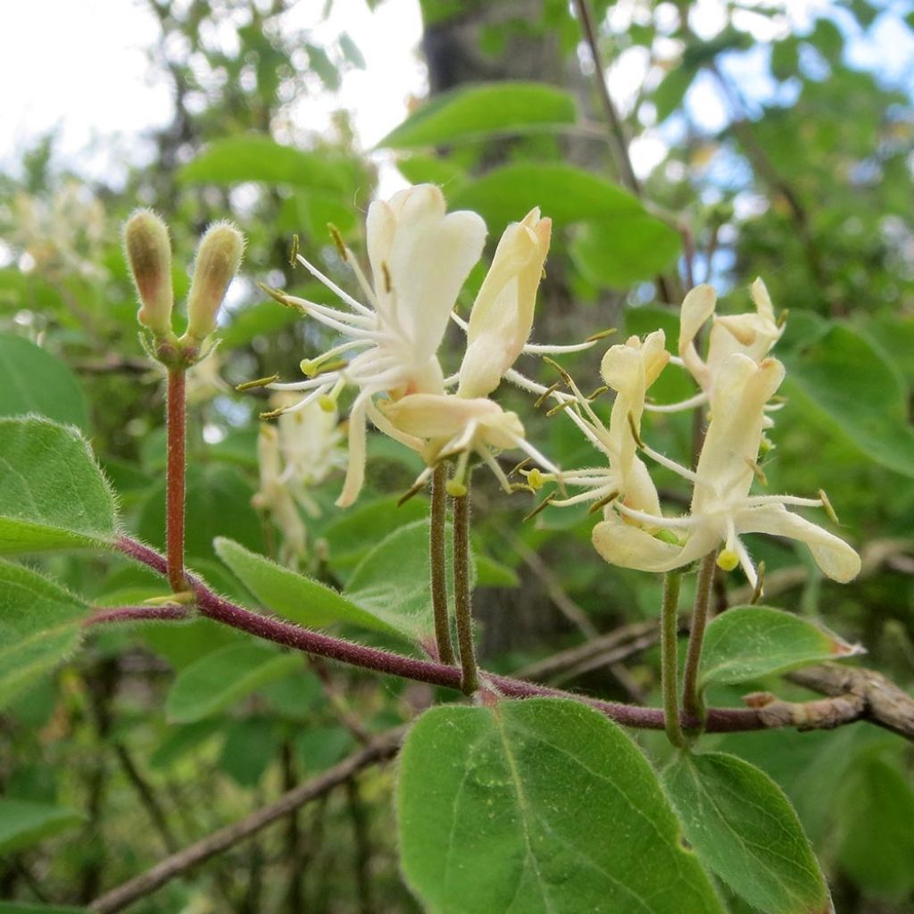 Lonicera xylosteum - Chèvrefeuille des haies