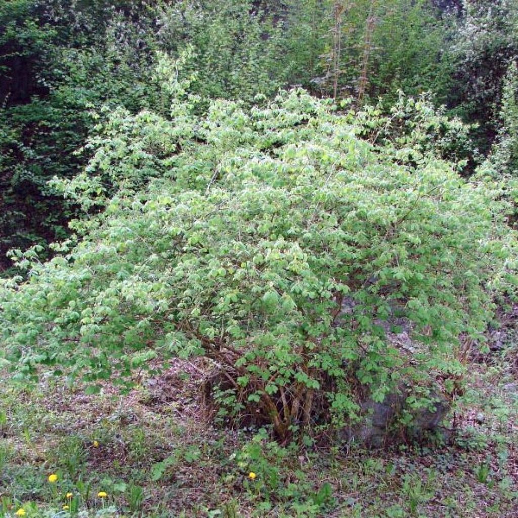 Lonicera xylosteum - Chèvrefeuille des haies