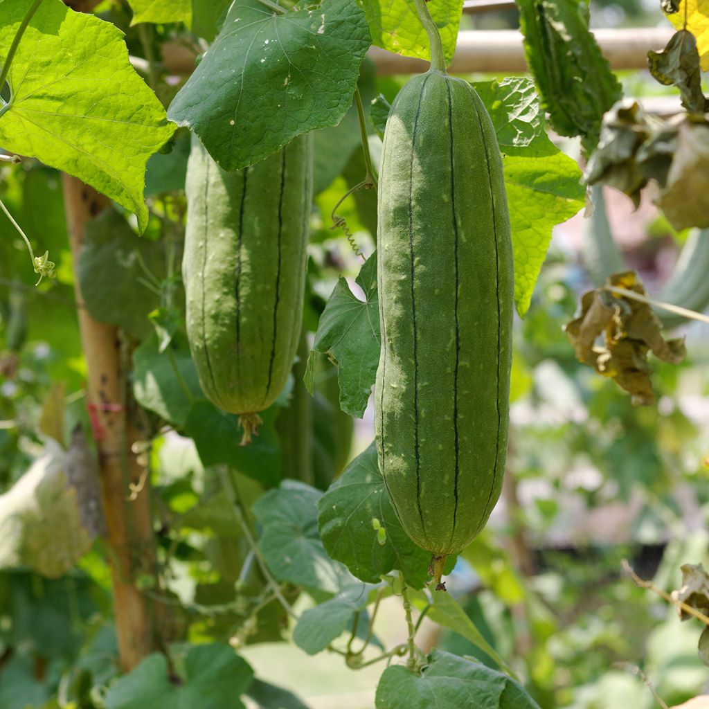 Luffa cylindrica