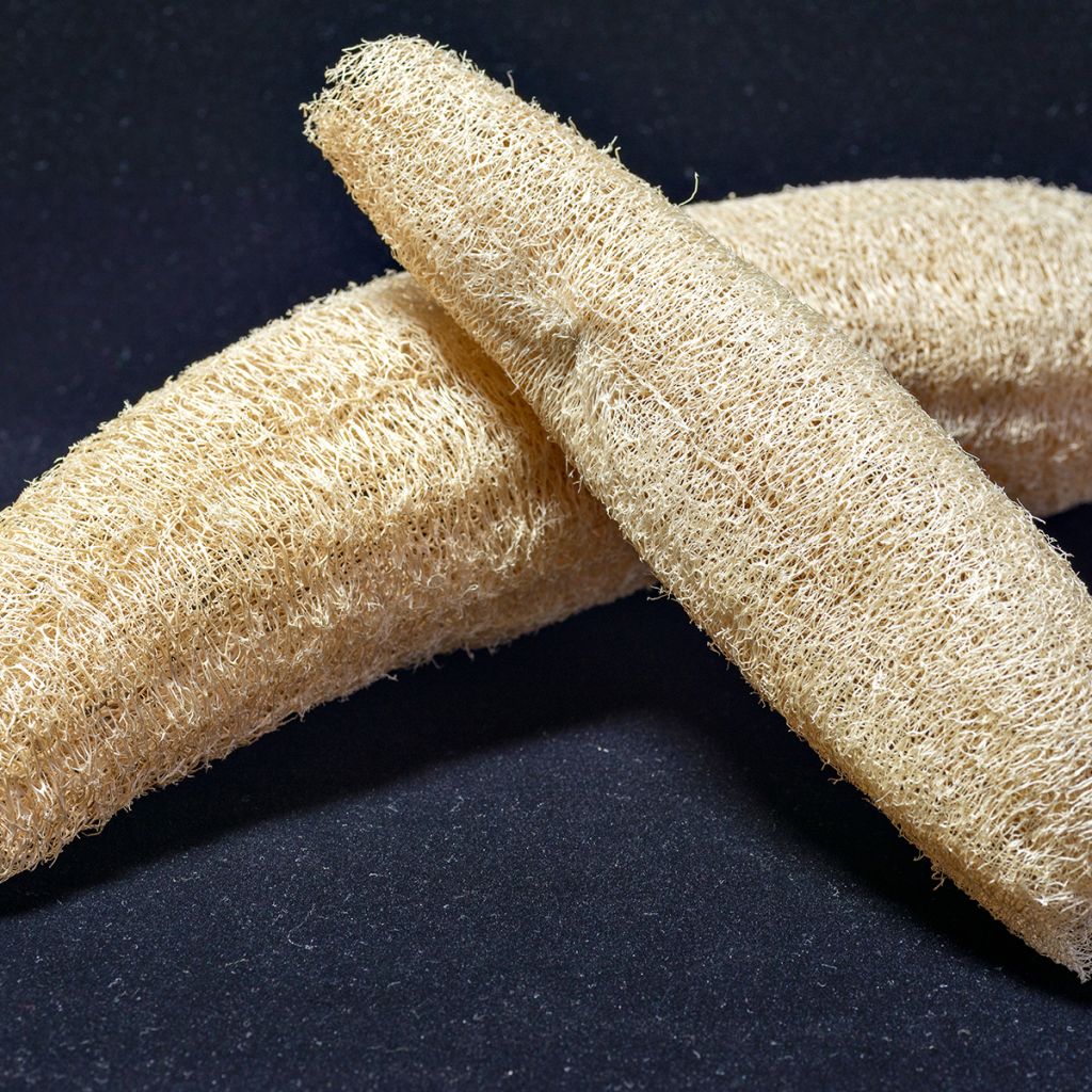 Luffa cylindrica