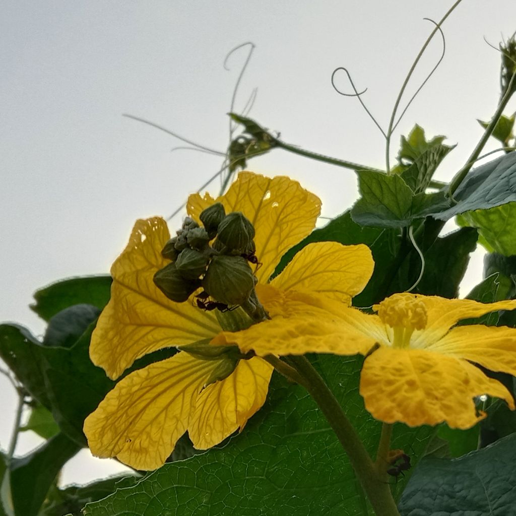 Luffa cylindrica