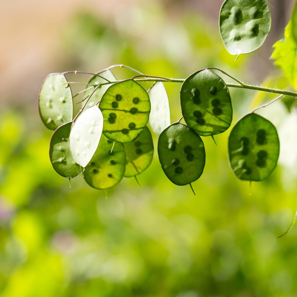 Lunaria rediviva