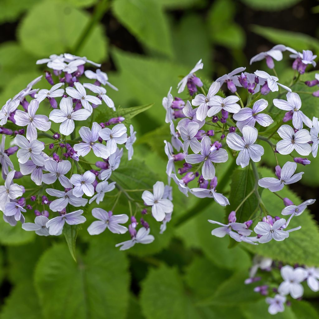 Lunaria rediviva