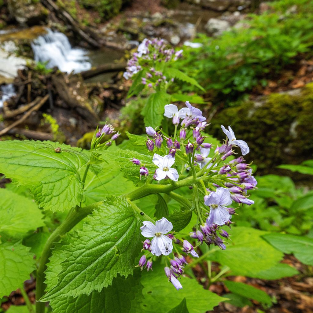 Lunaria rediviva